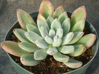 Echeveria leucotricha