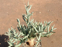 Euphorbia lignosa