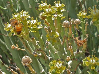 Euphorbia lignosa