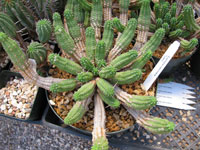 Euphorbia mammillaris