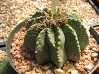 Euphorbia meloformis