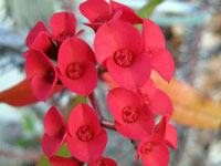 Euphorbia milii