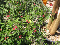 Euphorbia milii