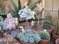 Echeveria species