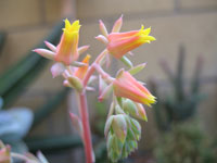 Echeveria minima