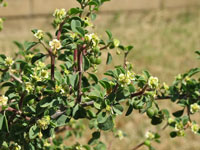 Euphorbia misera