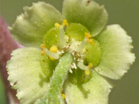 Euphorbia misera