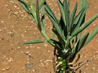 Euphorbia monteiri