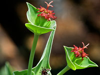 Euphorbia monteiri