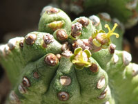 Euphorbia mosiaca