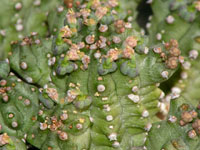 Euphorbia mosiaca