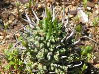 Euphorbia multiceps