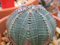 Euphorbia obesa