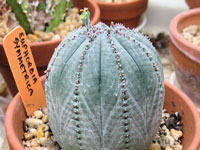 Euphorbia obesa