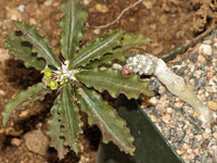 Euphorbia parvicyathophora