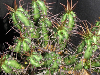 Euphorbia phillipsiae