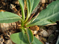 Euphorbia primulifolia