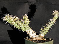 Euphorbia prona