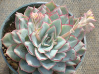 Echeveria pulidonis