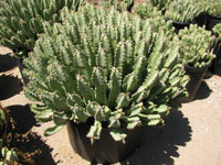 Euphorbia resinifera