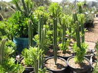 Euphorbia royleana