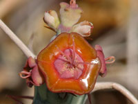 Euphorbia schizacantha