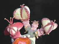 Euphorbia schizacantha