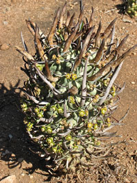 Euphorbia schoenlandii