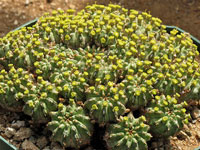 Euphorbia sepulta