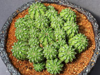 Euphorbia sepulta