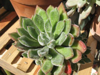 Echeveria setosa