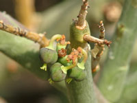 Euphorbia spinea