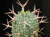 Euphorbia stellispina