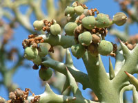 Euphorbia stenoclada