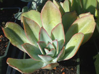 Echeveria subrigida