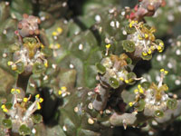 Euphorbia suppressa