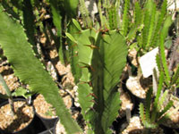 Euphorbia trigona