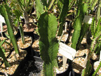 Euphorbia trigona