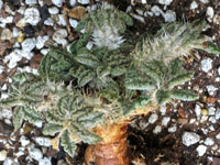 Euphorbia tulearensis