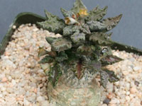 Euphorbia tulearensis