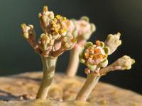 Euphorbia turbiniformis