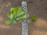 Euphorbia venenifica