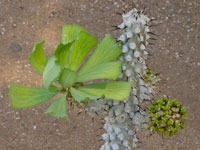 Euphorbia venenifica