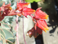 Echeveria x Imbricata