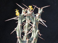 Euphorbia xylacantha