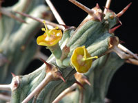 Euphorbia xylacantha