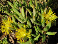 Faucaria albidens