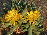 Faucaria albidens