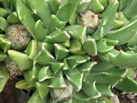 Faucaria albidens