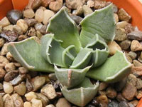 Faucaria bosscheana